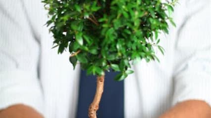 Cipars VG, grāmatvedības birojs